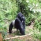 Lowland Gorilla trekking in Kahuzi-Biega National Park