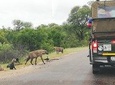 Kruger National Park 3 Days 2 Nights Classic Safari from Johannesburg Private 