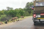 Kruger National Park 3 Days 2 Nights Classic Safari from Johannesburg Private 