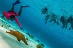 Cozumel Snorkel tour to El Cielo Beach