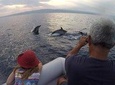 Dolphin watching - In search of dolphins in the Gulf of Catania