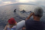 Dolphin watching - In search of dolphins in the Gulf of Catania