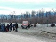 LiBEARty - the Brown Bear Sanctuary from Zarnesti