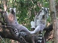 Bush Babies & Monkey Sanctuary and Elephants walk Private 