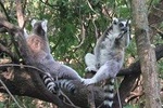 Bush Babies & Monkey Sanctuary and Elephants walk Private 
