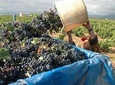 Full-Day Wine Excursion and Visit Goya Birthplace