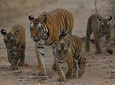 Private 4 Days Ranthambore National Park Safari Tour with Taj Mahal
