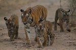 Private 4 Days Ranthambore National Park Safari Tour with Taj Mahal