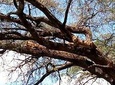 Mikumi national park full day tour