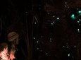 See Auckland's Secret Glow Worms