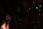 See Auckland's Secret Glow Worms
