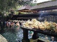 Bali Full Day Holy Water Tour