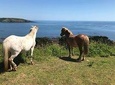 1 Day Exclusively Private Tour Of Phillip Island & The Penguin Parade 