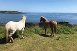 1 Day Exclusively Private Tour Of Phillip Island & The Penguin Parade 