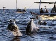 Lovina Dolphin and Taman Ayun Tour