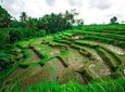 Ubud Rice Terraces E-Bike Half Day Tour (optional) Waterfall