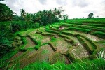 Ubud Rice Terraces E-Bike Half Day Tour (optional) Waterfall