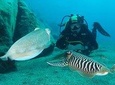 Single Dive for qualified divers from shore, region Puerto del Carmen.