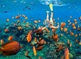 Snorkel & Swim with Turtles. Semi Private Tour to Buck Island & Honeymoon Beach