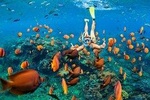 Snorkel & Swim with Turtles. Semi Private Tour to Buck Island & Honeymoon Beach