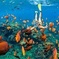 Snorkel & Swim with Turtles. Semi Private Tour to Buck Island & Honeymoon Beach