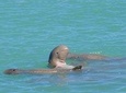 Snubfin Dolphin Eco Cruise from Broome