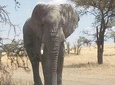 2 Days Tanzania Safari - Lake Manyara and Tarangire National Park
