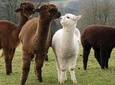 Alpaca World & Nami Island & Garden of Morning Calm Tour