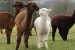Alpaca World & Nami Island & Garden of Morning Calm Tour