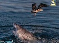 Shark Cage dive in Gansbaai see Great White sharks