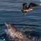 Shark Cage dive in Gansbaai see Great White sharks