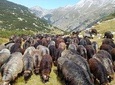 Seeing Unique Bulgarian Breeds of Pets and Privately Tasting Organic Products