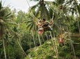 Ubud Swing and Ubud Village Tour
