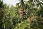 Ubud Swing and Ubud Village Tour