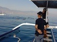 Dolphin Watching on Wildlife