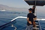 Dolphin Watching on Wildlife