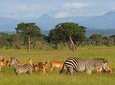 5-Day Mikumi & Ruaha Tanzania Wildlife Lodge Safari