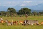 5-Day Mikumi & Ruaha Tanzania Wildlife Lodge Safari