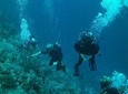 Guided Coral Reef Scuba Tour / 1 tank (Certified Divers Only)