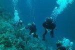 Guided Coral Reef Scuba Tour / 1 tank (Certified Divers Only)
