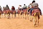 Morning Camel Trekking Safari Dubai ( with refreshment )