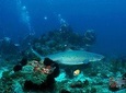 Scuba Diving at Padangbai: Shark Point and Blue Lagoon