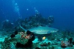 Scuba Diving at Padangbai: Shark Point and Blue Lagoon