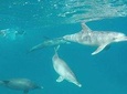 Dolphin tour from El Gouna