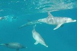 Dolphin tour from El Gouna