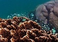 Ningaloo Reef or Muiron Islands Snorkeling and Wildlife Adventure 