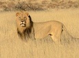 6 days the best of kenya safari