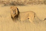 6 days the best of kenya safari