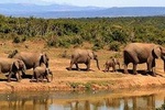 4 days wildlife safaris in uganda