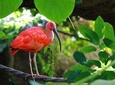  The Scarlet Ibis - Caroni Swamp Tour